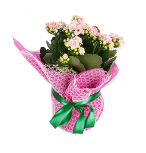 Pembe Kalanchoe (~26 cm)